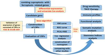 A novel signature of combing cuproptosis- with ferroptosis-related genes for prediction of prognosis, immunologic therapy responses and drug sensitivity in hepatocellular carcinoma